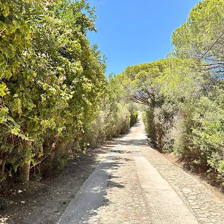 Blue Shutters By The