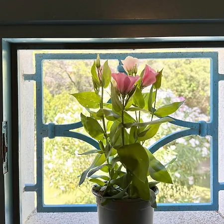 Vakantiehuis Blue Shutters By The *